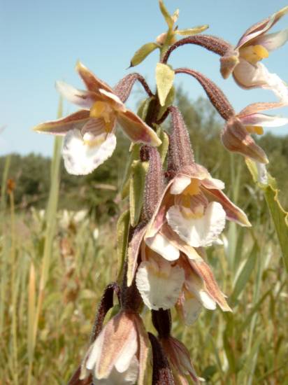 /dateien/mg15120,1120568839,orchidee GR